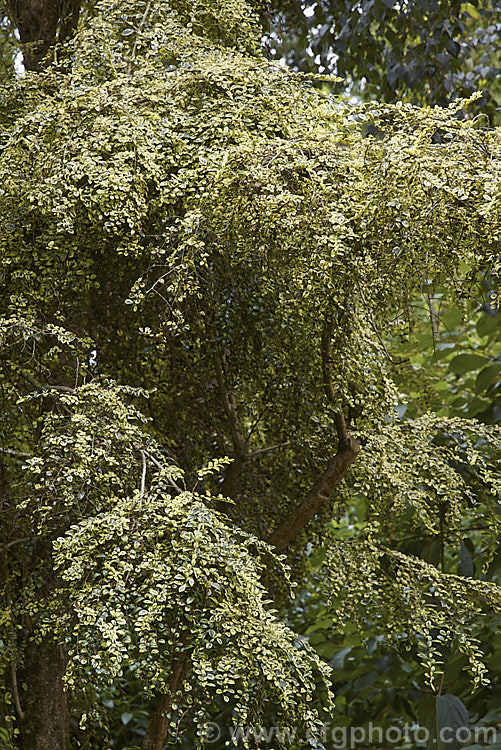 Azara microphylla 'Variegata', a yellow-variegated cultivar of the Vanilla. Tree, an evergreen tree native to Chile and Argentina. The flowers still have the same strong vanilla scent as the species. azara-2391htm'>Azara. <a href='salicaceae-plant-family-photoshtml'>Salicaceae</a>.