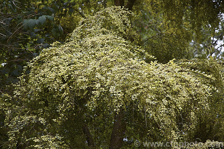 Azara microphylla 'Variegata', a yellow-variegated cultivar of the Vanilla. Tree, an evergreen tree native to Chile and Argentina. The flowers still have the same strong vanilla scent as the species. azara-2391htm'>Azara. <a href='salicaceae-plant-family-photoshtml'>Salicaceae</a>.