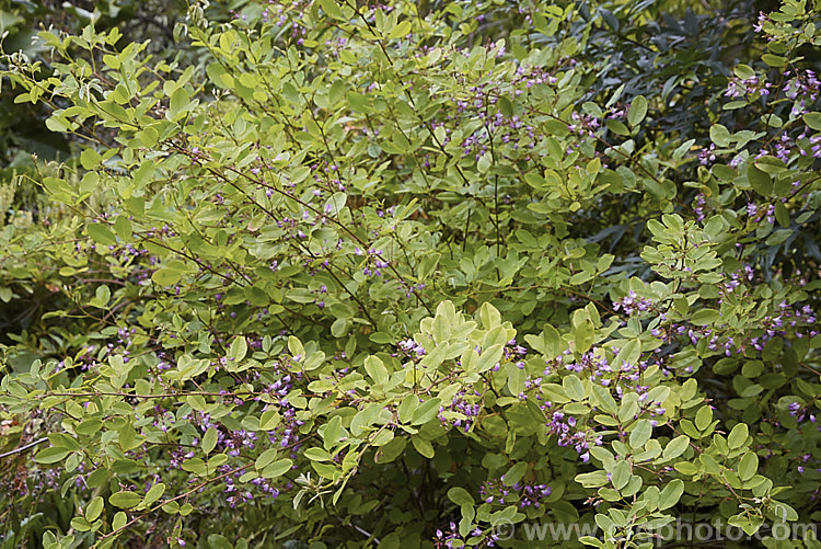 Campylotropis macrocarpa, a 1m tall leguminous shrub native to northern and central China. It flowers from late summer and is very reminiscent of the shrubby Indigofera species. Order: Fabales, Family: Fabaceae