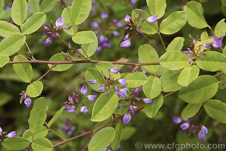 Campylotropis macrocarpa, a 1m tall leguminous shrub native to northern and central China. It flowers from late summer and is very reminiscent of the shrubby Indigofera species. Order: Fabales, Family: Fabaceae