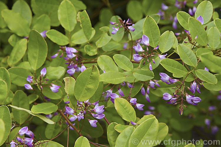 Campylotropis macrocarpa, a 1m tall leguminous shrub native to northern and central China. It flowers from late summer and is very reminiscent of the shrubby Indigofera species. Order: Fabales, Family: Fabaceae