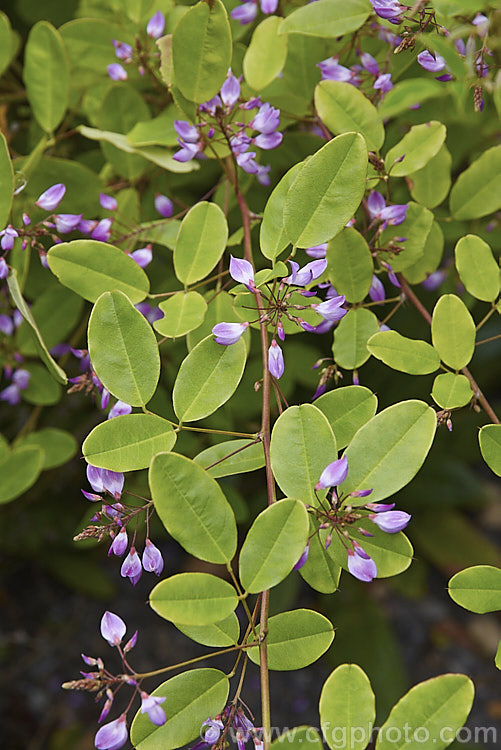 Campylotropis macrocarpa, a 1m tall leguminous shrub native to northern and central China. It flowers from late summer and is very reminiscent of the shrubby Indigofera species. Order: Fabales, Family: Fabaceae