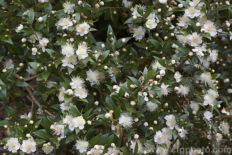 Common Myrtle (<i>Myrtus communis</i>), a 2-5m tall evergreen shrub or small tree of southwest Europe and the Mediterranean area. Small blue to red-black berries follow the flowers. myrtus-3170htm'>Myrtus. .