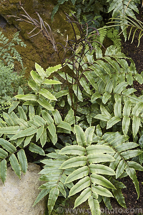 Small. Kiokio or Palm-leaf. Fern (<i>Blechnum procerum</i>), an evergreen fern native to New Zealand, where it occurs through much of the country. The leathery fronds are up to 50cm long and the fertile fronds are held erect in the centre of the crown. It will hybridise with Blechnum novae-zelandiae. At least one other species, Blechnum wattsii, was once included under this name