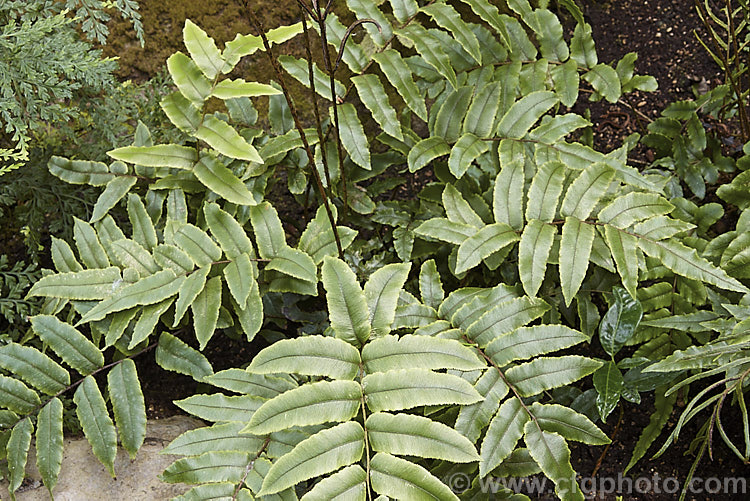 Small. Kiokio or Palm-leaf. Fern (<i>Blechnum procerum</i>), an evergreen fern native to New Zealand, where it occurs through much of the country. The leathery fronds are up to 50cm long and the fertile fronds are held erect in the centre of the crown. It will hybridise with Blechnum novae-zelandiae. At least one other species, Blechnum wattsii, was once included under this name