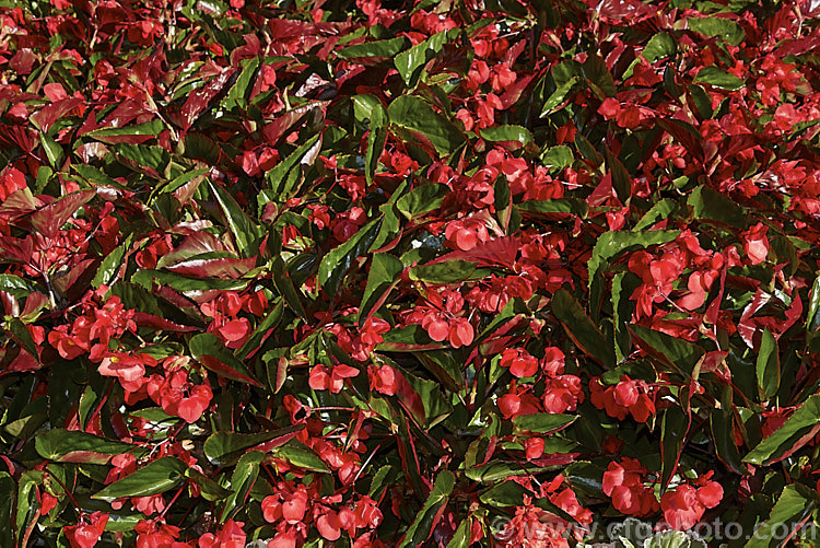 Bedding Begonias or Wax Begonias (<i>Begonia semperflorens-cultorum Dragon Wing x Red</i>), derived from several fibrous-rooted species, these small-flowered hybrids occur in green- and red-leaved forms and in a range of flower colours. Although perennial, they are frost-tender and are usually treated as annuals. This cultivar is the red-flowered form of Dragon Wing, a strain marketed by Ball. Horticulture of the United States. Order: Cucurbitales, Family: Begoniaceae