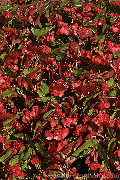 Bedding Begonias or Wax Begonias (<i>Begonia semperflorens-cultorum Dragon Wing x Red</i>), derived from several fibrous-rooted species, these small-flowered hybrids occur in green- and red-leaved forms and in a range of flower colours. Although perennial, they are frost-tender and are usually treated as annuals. This cultivar is the red-flowered form of Dragon Wing, a strain marketed by Ball. Horticulture of the United States. Order: Cucurbitales, Family: Begoniaceae