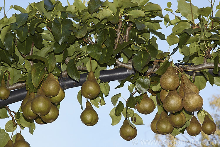 Pyrus communis 'Beurre Bosc', also known as Bosc or Royal Beurre Bosc, this is a russet-skinned pear with a rather narrow neck. This pear has a rather grainy flesh but keeps well and has an excellent flavour. Order: Rosales, Family: Rosaceae