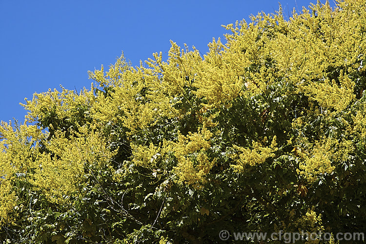 Golden Rain Tree (<i>Koelreuteria paniculata</i>), a Chinese and Korean deciduous tree grown mainly for its sprays of yellow flowers, which appear in summer. Clusters of inflated seedpods follow and redden when mature. The foliage colours well in autumn. koelreuteria-2511htm'>Koelreuteria. <a href='sapindaceae-plant-family-photoshtml'>Sapindaceae</a>.