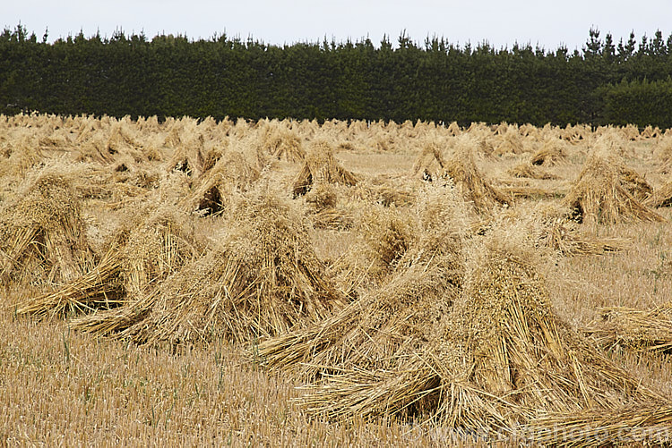 Sheaves of oats (<i>Avena sativa</i>) bundled into stooks for drying prior the oats being harvested and stems cut for chaff. This old style method of stacking, which in addition to alowing good air circulation for drying is to ease the backs of men with pitchforks who throw the sheaves onto the chaff-cutter, has largely been superseded by the use of combine harvesters. avena-2197htm'>Avena. .