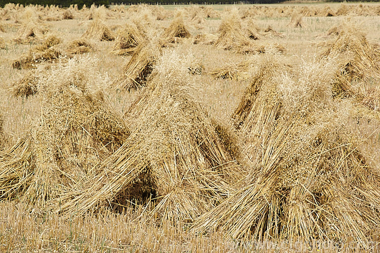 Sheaves of oats (<i>Avena sativa</i>) bundled into stooks for drying prior the oats being harvested and stems cut for chaff. This old style method of stacking, which in addition to alowing good air circulation for drying is to ease the backs of men with pitchforks who throw the sheaves onto the chaff-cutter, has largely been superseded by the use of combine harvesters. avena-2197htm'>Avena. .