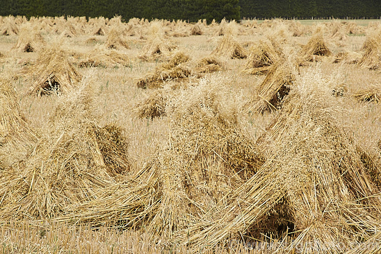 Sheaves of oats (<i>Avena sativa</i>) bundled into stooks for drying prior the oats being harvested and stems cut for chaff. This old style method of stacking, which in addition to alowing good air circulation for drying is to ease the backs of men with pitchforks who throw the sheaves onto the chaff-cutter, has largely been superseded by the use of combine harvesters. avena-2197htm'>Avena. .