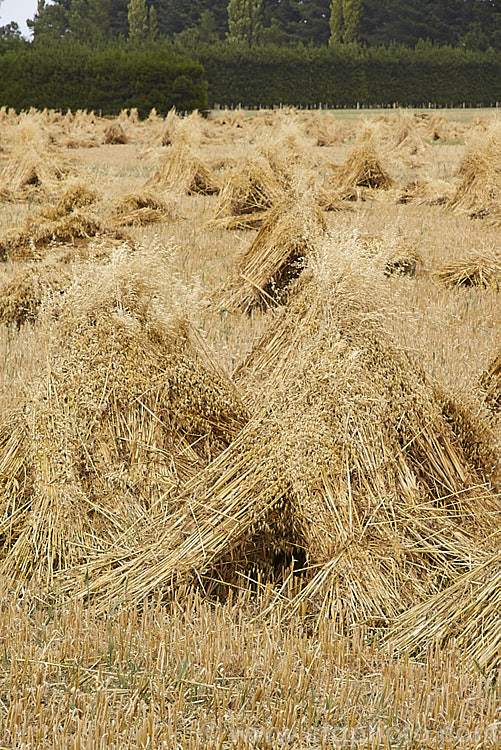 Sheaves of oats (<i>Avena sativa</i>) bundled into stooks for drying prior the oats being harvested and stems cut for chaff. This old style method of stacking, which in addition to alowing good air circulation for drying is to ease the backs of men with pitchforks who throw the sheaves onto the chaff-cutter, has largely been superseded by the use of combine harvesters. avena-2197htm'>Avena. .