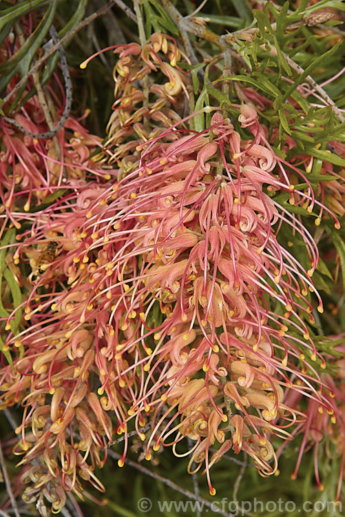 Grevillea 'Superb', this hybrid between a Grevillea banksii cultivar and Grevillea bipinnatifida is an evergreen 18m tall shrub that flowers through most of the year. It is similar to 'Mason's Hybrid' (syn 'Ned. Kelly'), but its flowers tend more toward orange or apricot than red and its leaflets are a little broader