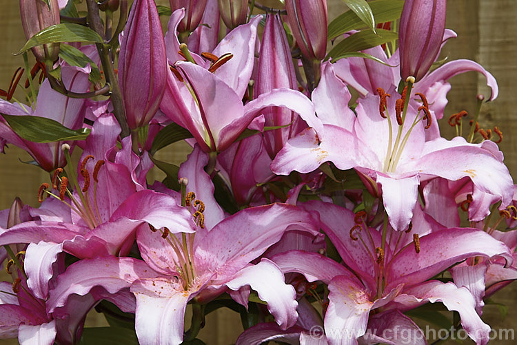 Lilium 'Brasilia' (syn 'Brazilia'), an Oriental hybrid lily 'Brasilia' is strong-growing and can grow to over 15m tall with an abundance of scented blooms. Its pale flowers are edged and flushed with deep lavender pink. lilium-2171htm'>Lilium. <a href='liliaceae-plant-family-photoshtml'>Liliaceae</a>.