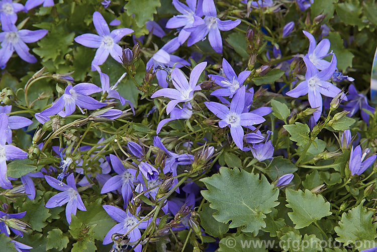 <i>Campanula</i> 'EK. Toogood', sometimes listed as a cultivar of either <i>Campanula poscharskyana</i> or <i>Campanula trachelium</i>, this small trailing plant is a summer-flowering perennial most at home in rockeries cascading over a bank. Order: Asterales, Family: Campanulaceae