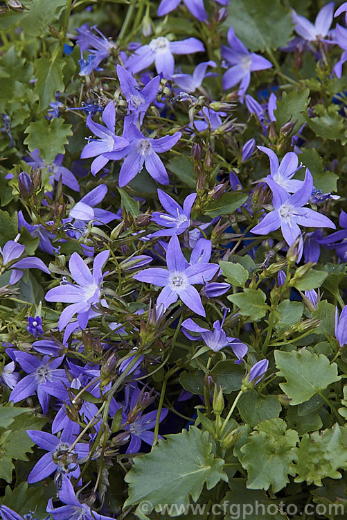 Campanula 'EK. Toogood', sometimes listed as a cultivar of either Campanula poscharskyana or Campanula trachelium, this small trailing plant is a summer-flowering perennial most at home in rockeries cascading over a bank. Order: Asterales, Family: Campanulaceae