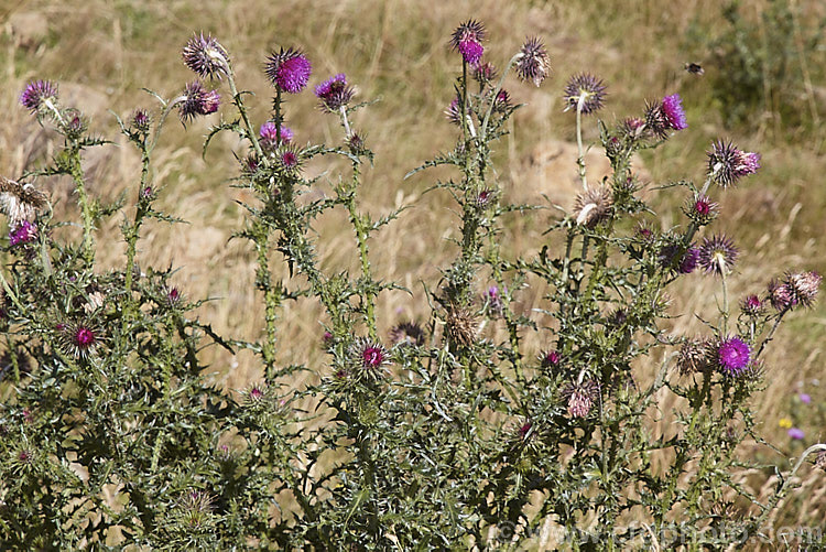 Nodding Thistle or Musk Thistle (<i>Carduus nutans</i>), a biennial thistle native to Eurasia but now a widespread weed in many temperate and subtropical areas of both hemispheres. It can grow to as much as 15m tall, is spiny all-over and the flowerheads are usually nodding, though they can be held horizontal or semi-erect. Order: Asterales, Family: Asteraceae