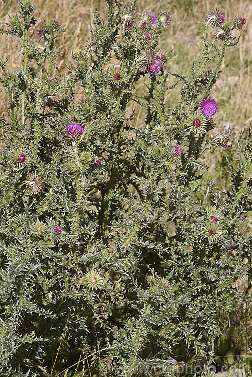 Nodding Thistle or Musk Thistle (<i>Carduus nutans</i>), a biennial thistle native to Eurasia but now a widespread weed in many temperate and subtropical areas of both hemispheres. It can grow to as much as 15m tall, is spiny all-over and the flowerheads are usually nodding, though they can be held horizontal or semi-erect. Order: Asterales, Family: Asteraceae