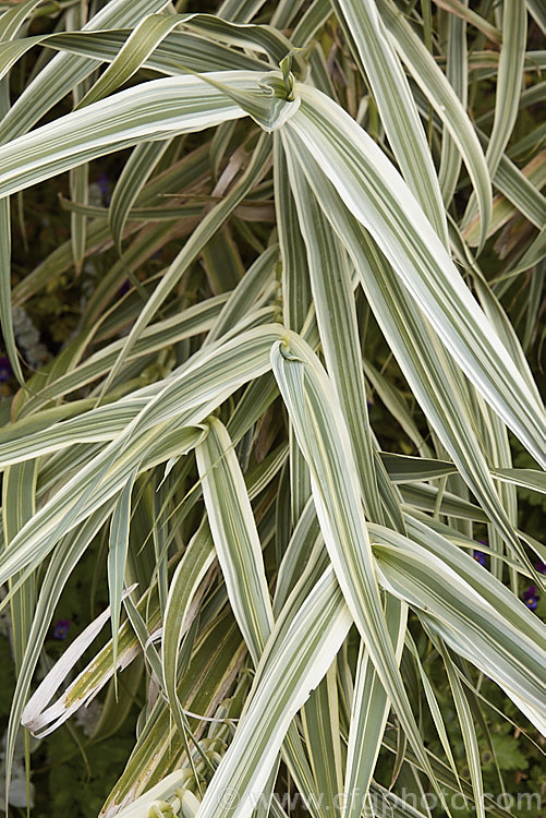 The foliage of Arundo donax 'Variegata', a 3m tall, cream and green variegated cultivar of the Giant Reed, a Mediterranean grass with stems up to 6m tall arundo-2368htm'>Arundo. .