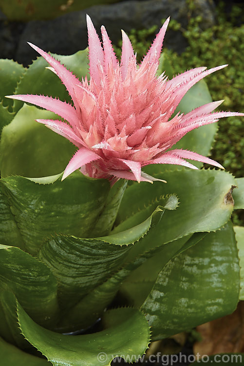 <i>Aechmea fasciata</i> var. <i>fasciata</i>, a natural variety of a common, though nevertheless spectacularly flowered bromeliad native to Brazil. Its foliage is much lighter green than that of the type form. The flower stem can reach 1m high. Order: Poales, Family: Bromeliaceae