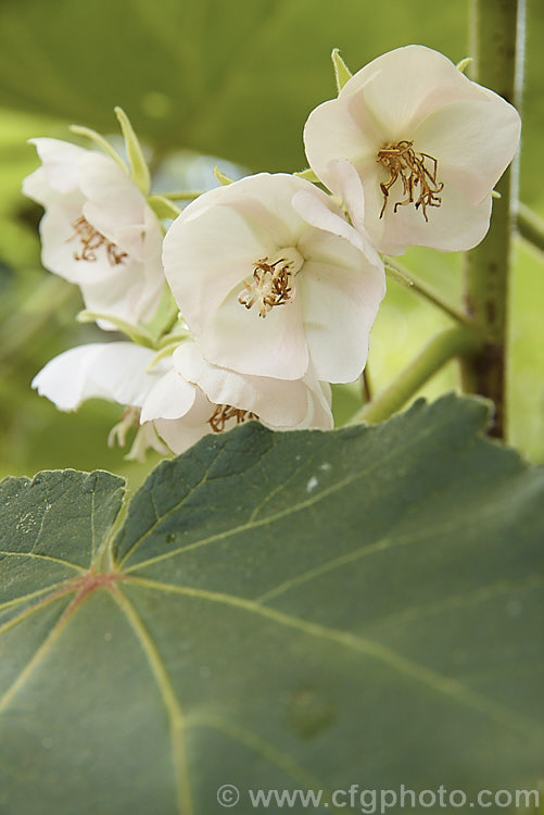 Pink Wild Pear or Apple Blossom (<i>Dombeya burgessiae</i>), an evergreen to semi-deciduous shrub or small tree to around 5m tall It occurs naturally from central to southern Africa and produces it heads of white to pale pink flowers from midsummer. The velvety leaves are typically around 15cm long but can reach 22cm. dombeya-2693htm'>Dombeya.