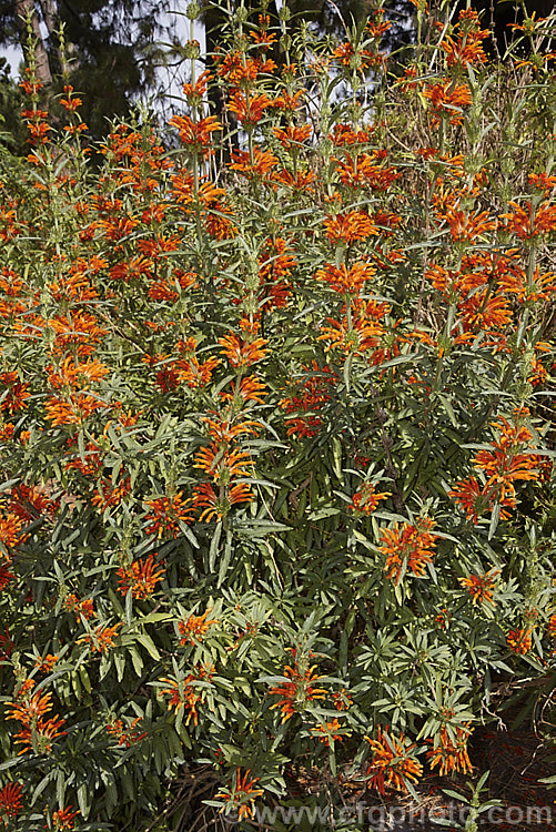 Lion's Ear (<i>Leonotis ocymifolia [syn. Leonotis leonurus]), a 2m tall, soft-stemmed, summer- to autumn-flowering shrub from South Africa. Both the foliage and the flowers are downy