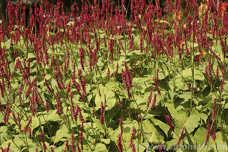 Mountain Fleece (<i>Persicaria amplexicaulis [syn. Polygonum amplexicaule]), a late summer- to autumn-flowering knotweed found in the Himalayas from Afghanistan to southwestern China and Bhutan. It grows to over 1m tall and has very vivid flowers that may be pink, red, or more rarely purple or white.