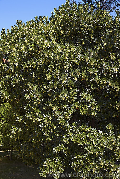 Strawberry Tree (<i>Arbutus unedo</i>) in flower. This large evergreen shrub or small tree is found from Europe to western Asia. It has clusters of small, white, bell-shaped flowers followed by warty yellow fruits that redden when ripe. It is common for the tree to carry ripe fruit and flowers at the same time. The fruit is edible but unpalatable. Order: Ericales, Family: Ericaceae