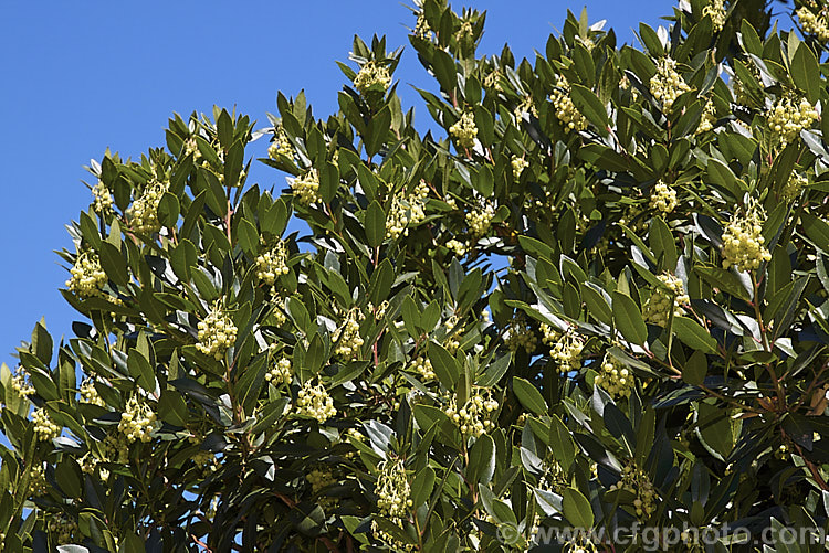 Strawberry Tree (<i>Arbutus unedo</i>) in flower. This large evergreen shrub or small tree is found from Europe to western Asia. It has clusters of small, white, bell-shaped flowers followed by warty yellow fruits that redden when ripe. It is common for the tree to carry ripe fruit and flowers at the same time. The fruit is edible but unpalatable. Order: Ericales, Family: Ericaceae