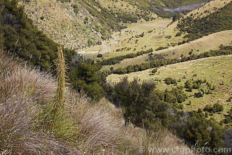 Common Speargrass (<i>Aciphylla squarrosa</i>), a fiercely spiny, summer-flowering perennial native to New Zealand and found mainly in subalpine grasslands. It is evergreen in mild conditions. Order: Apiales, Family: Apiaceae