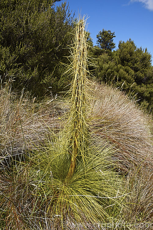 Common Speargrass (<i>Aciphylla squarrosa</i>), a fiercely spiny, summer-flowering perennial native to New Zealand and found mainly in subalpine grasslands. It is evergreen in mild conditions. Order: Apiales, Family: Apiaceae