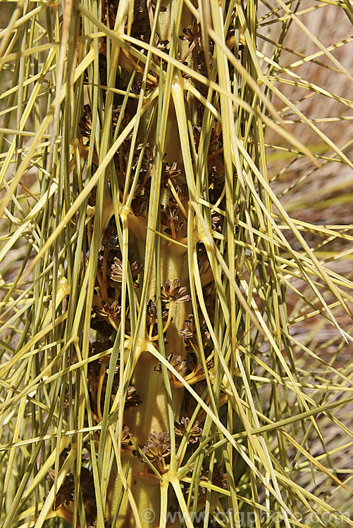 Common Speargrass (<i>Aciphylla squarrosa</i>), a fiercely spiny, summer-flowering perennial native to New Zealand and found mainly in subalpine grasslands. It is evergreen in mild conditions. Order: Apiales, Family: Apiaceae