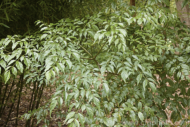 The foliage of Radermachera sinica, a sub-tropical to tropical Southeast Asian shrub or small tree widely cultivated as a house plant for its attractive, lustrous, deep green foliage. Showy yellow flowers can appear in spring and summer but are seldom seen on plants cultivated indoors