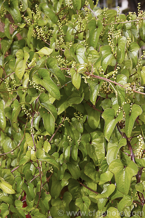 The foliage and flower buds of Chinese Yam or Japanese Yam (<i>Dioscorea opposita [syns. Dioscorea oppositifolia, Dioscorea batatas]), an herbaceous, tuberous-rooted climber native to Japan, Korea and nearby parts of China. The stems can grow very quickly to a considerable length and the plant has proved to be invasive, especially in the southeastern to midwestern United States. The tubers have many culinary uses and a range of medicinal applications. Order: Dioscoreales, Family: Dioscoreaceae