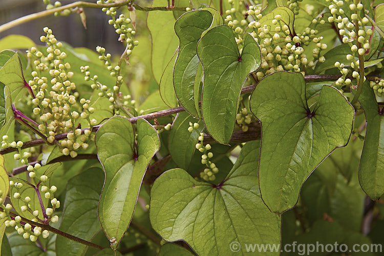 The foliage and flower buds of Chinese Yam or Japanese Yam (<i>Dioscorea opposita [syns. Dioscorea oppositifolia, Dioscorea batatas]), an herbaceous, tuberous-rooted climber native to Japan, Korea and nearby parts of China. The stems can grow very quickly to a considerable length and the plant has proved to be invasive, especially in the southeastern to midwestern United States. The tubers have many culinary uses and a range of medicinal applications. Order: Dioscoreales, Family: Dioscoreaceae