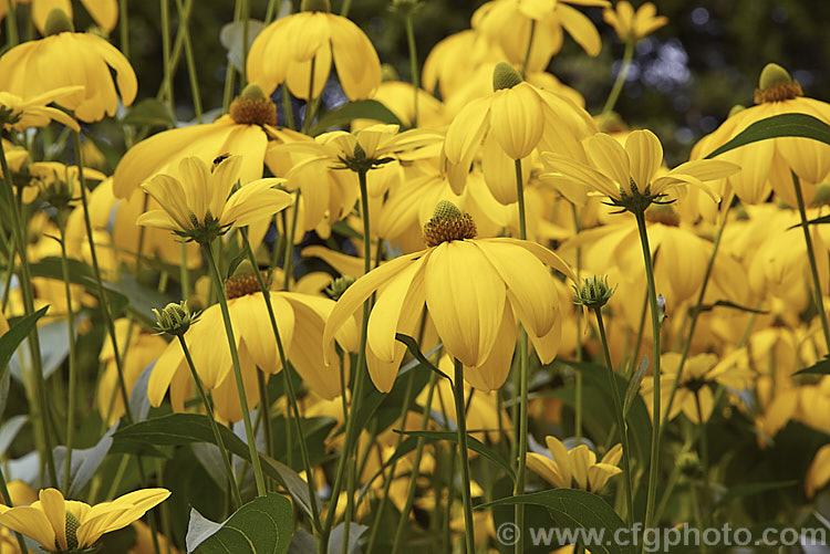 Rudbeckia laciniata, a North American perennial that grows to as much as 3m high. It flowers in late summer and early autumn. rudbeckia-2220htm'>Rudbeckia.