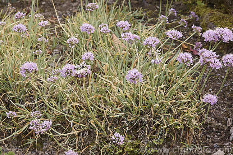 Blue-leaved German Garlic (<i>Allium senescens var. glaucum</i>), a bulbous-rooted late summer- to autumn-flowering Eurasian bulb. Mainly cultivated as an ornamental, its leaves are sometimes used for flavouring. allium-2045htm'>Allium.