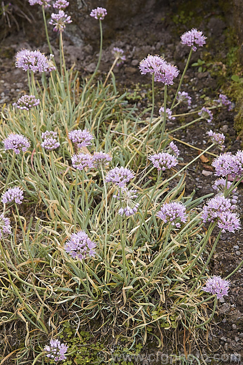 Blue-leaved German Garlic (<i>Allium senescens var. glaucum</i>), a bulbous-rooted late summer- to autumn-flowering Eurasian bulb. Mainly cultivated as an ornamental, its leaves are sometimes used for flavouring. allium-2045htm'>Allium.