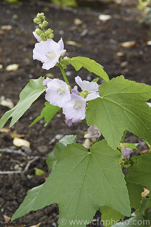 Kankakee Mallow (<i>Iliamna remota [syns. Iliamna rivularis var. rivularis, Sphaeralcea remota]), a summer-flowering perennial or subshrub that can grow to 18m tall It has 5-20cm long, maple-like leaves with 3-7 main lobes. The pinkish mauve flowers are 25-35mm wide. Unlike most mallows, this is a woodland plant that flowers best in part-shade. It was once thought to occur naturally only in Illinois, but may be found across the northern United States. Order: Malvales, Family: Malvaceae