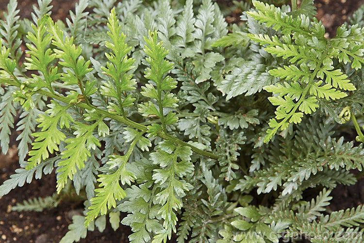 Weeping Spleenwort (<i>Asplenium flaccidum subsp. maritima</i>), a subspecies of a small pendulous fern that is very common throughout New Zealand. The parent species also occurs in Australia and South Africa. asplenium-2279htm'>Asplenium. <a href='aspleniaceae-plant-family-photoshtml'>Aspleniaceae</a>.