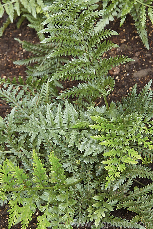 Weeping Spleenwort (<i>Asplenium flaccidum subsp. maritima</i>), a subspecies of a small pendulous fern that is very common throughout New Zealand. The parent species also occurs in Australia and South Africa. asplenium-2279htm'>Asplenium. <a href='aspleniaceae-plant-family-photoshtml'>Aspleniaceae</a>.