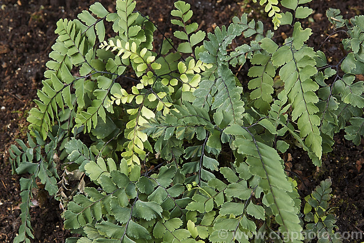 Cunningham's Maidenhair Fern (<i>Adiantum cunninghamii</i>), an evergreen fern found in damp areas throughout New Zealand and also on the Kermadec Islands. The fronds can grow to nearly 40cm long. It is similar to Adiantum diaphanum but is large and with more heavily divided fronds. Order: Polypodiales, Family: Pteridaceae