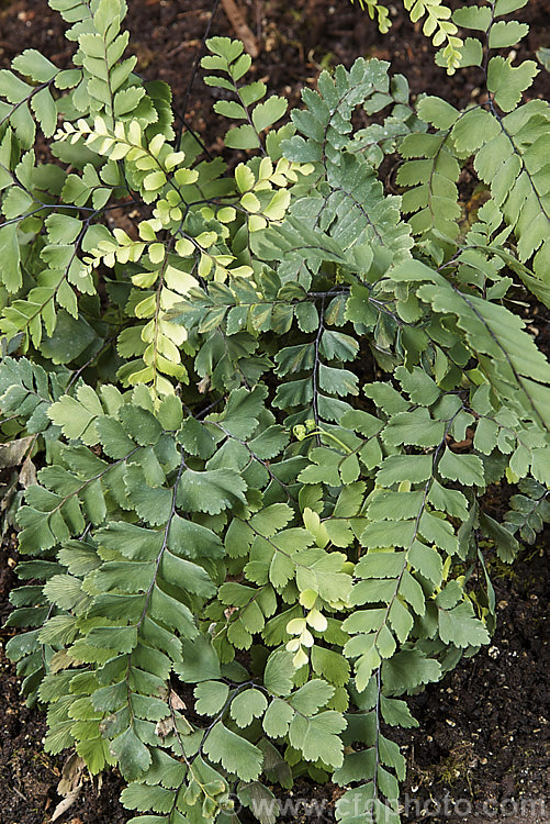 Cunningham's Maidenhair Fern (<i>Adiantum cunninghamii</i>), an evergreen fern found in damp areas throughout New Zealand and also on the Kermadec Islands. The fronds can grow to nearly 40cm long. It is similar to Adiantum diaphanum but is large and with more heavily divided fronds. Order: Polypodiales, Family: Pteridaceae