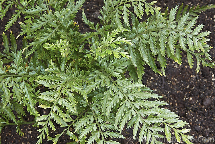 Asplenium lamprophyllum, a fern native to the northern half of the New Zealand's North Island It is quite rare in the wild, where it is usually found growing on rocks or fallen logs. The fronds are up to 60cm long. asplenium-2279htm'>Asplenium. <a href='aspleniaceae-plant-family-photoshtml'>Aspleniaceae</a>.