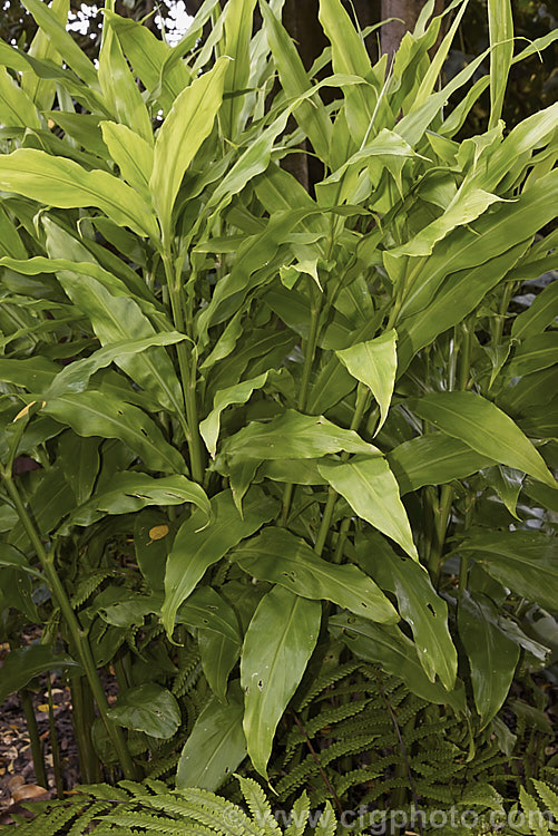 Japanese Ginger or Myoga Ginger (<i>Zingiber mioga</i>), a Japanese herbaceous perennial with stems to 1m tall and leaves up to 30cm long. Its inflorescences are up to 10cm long and are composed of small cream flowers with dark basal markings. Unlike most gingers, its is not roots that are eaten, but the young shoots and the flowers buds, which are shredded and used as a garnish. Order: Zingiberales, Family: Zingiberaceae