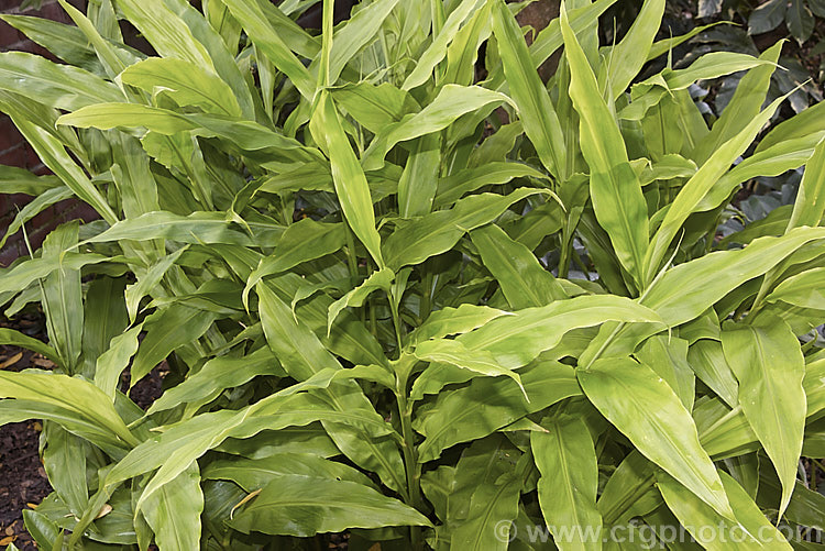 Japanese Ginger or Myoga Ginger (<i>Zingiber mioga</i>), a Japanese herbaceous perennial with stems to 1m tall and leaves up to 30cm long. Its inflorescences are up to 10cm long and are composed of small cream flowers with dark basal markings. Unlike most gingers, its is not roots that are eaten, but the young shoots and the flowers buds, which are shredded and used as a garnish. Order: Zingiberales, Family: Zingiberaceae