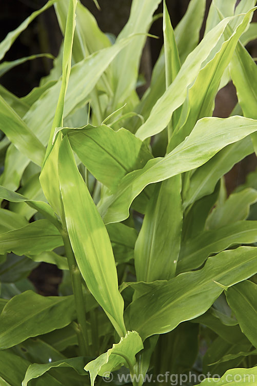 Japanese Ginger or Myoga Ginger (<i>Zingiber mioga</i>), a Japanese herbaceous perennial with stems to 1m tall and leaves up to 30cm long. Its inflorescences are up to 10cm long and are composed of small cream flowers with dark basal markings. Unlike most gingers, its is not roots that are eaten, but the young shoots and the flowers buds, which are shredded and used as a garnish. Order: Zingiberales, Family: Zingiberaceae