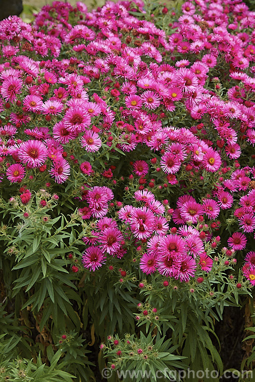 Symphyotrichum (syn. Aster</i>) novi-belgii 'Royal Ruby', this autumn-flowering. Michaelmas. Daisy, possibly a Symphyotrichum dumosus hybrid, has very distinctive semi-double, deep pinkish-red flowers. It is a semi-dwarf form that grows around 40-60cm high, but with a spread of over 1m. symphyotrichum-2293htm'>Symphyotrichum.