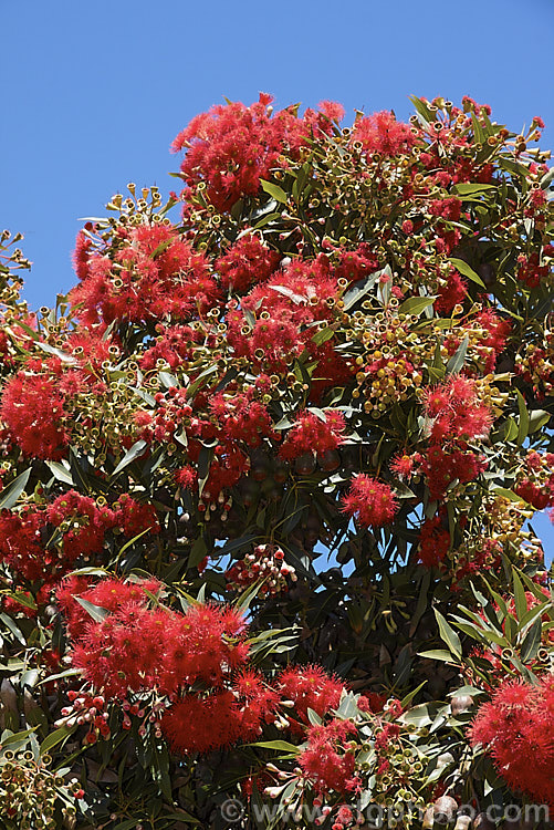 Scarlet Flowering Gum (<i>Corymbia ficifolia [syn. Eucalyptus ficifolia]), a round-headed summer-flowering 10m tall tree from southern Western Australia. corymbia-2136htm'>Corymbia. .